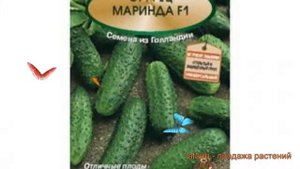 Огурец обыкновенный Маринда F1 (marinda-f1) ? Маринда F1 обзор: как сажать, семена огурца Маринда F