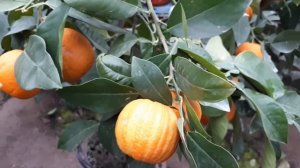 Померанец Фасциата