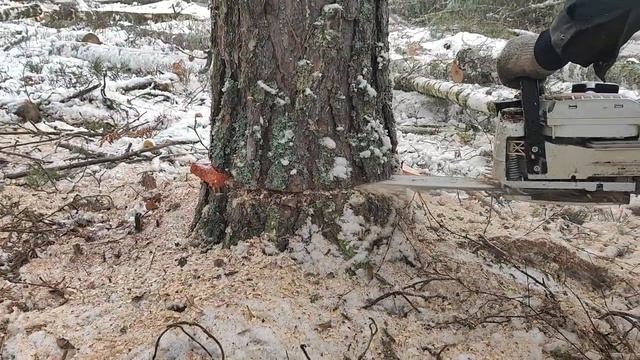 Валка дерева мастер Клас от коллеги
