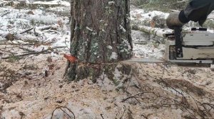 Валка дерева мастер Клас от коллеги