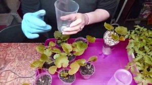 Цинерария комнатная от А до Я.