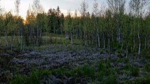 Лайки! Восточно Сибирские! Красноярский край Большемуртинский р-н! Сибирь!