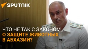 Закон о диких: что не так с защитой животных в Абхазии