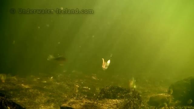 Perch & pike fishing wt lures attacks underwater. Рыбалка окунь щука воблер балансир смотреть онлайн