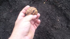 Бомба диаметром 55 мм. Как посадить грецкий орех из плода