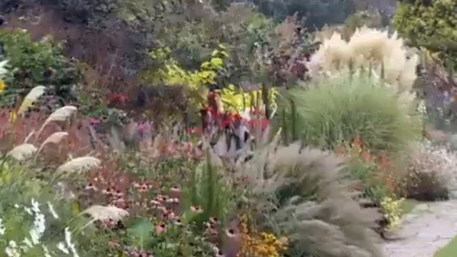 Злаки в ландшафтном дизайне 36 идей использования злаков в ландшафте смотреть онлайн