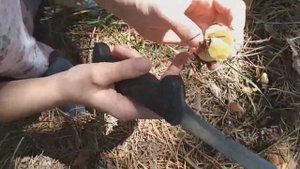 ГДЕ НАЙТИ ГРИБЫ В САРАТОВЕ-ЭНГЕЛЬСЕ ?