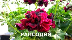Герань и пеларгония в чём разница?