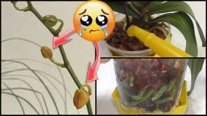 Бутоны орхидеи пожелтеют и отвалятся если допустить это! Как не сгноить корни орхидеи после пересадк