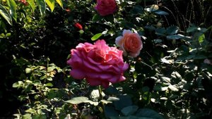 Розы Оми освальд .Рояль боника. Соня рикель и др