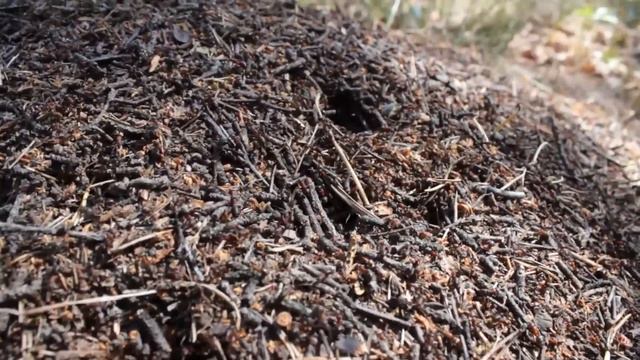 Рыбалка на поплавок. Лето началось. Прекрасные виды. смотреть онлайн