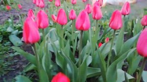 Дарвиновы гибриды, как же Вы красивы!!!