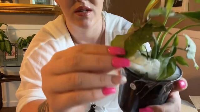 UnBox with ME! Syngonium Thai Pink Splash! ||RARE PLANT UnBoxing|| смотреть онлайн