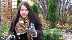 Укрытие гортензии на зиму ?