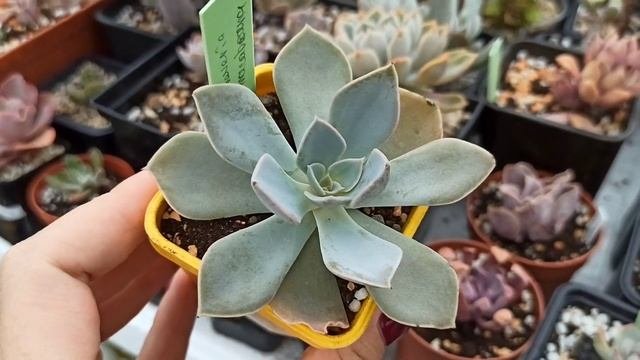 Адаптация новых растений из посылки: обработка, посадка, полив