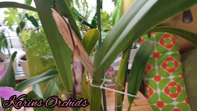 Lc elegans laelia cattleya orchid in bloom!