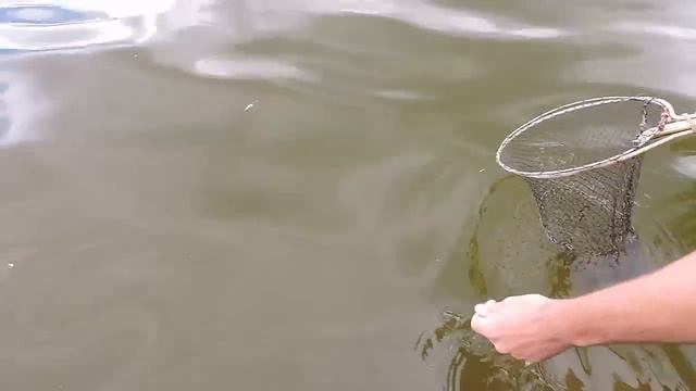 Ловля раков на закидние. Классная ловля раков. смотреть онлайн