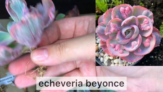 Корейские суккуленты. Продажа. Эхеверии ?