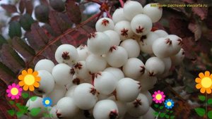 Рябина плодовая Кашмирская. Краткий обзор, описание характеристик sorbus Kashmirskaya