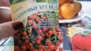 Горшечно желтый и рубиновые бусы. Обзор сортов томатов