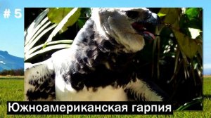 ОПАСНЫЕ ХИЩНЫЕ ПТИЦЫ
