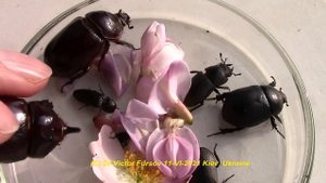 Как Найти Жуков Носорогов, Рогачиков, Дупляков, Щелкунов в Киеве? Scarabaeidae Lucanidae Elaterida