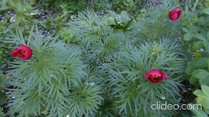 Скажи, художник, какого цвета ЛЕТО?:)