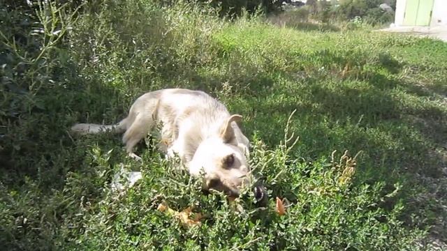 Кормление бездомных животных (Ролик # 79) (Часть № 4) смотреть онлайн