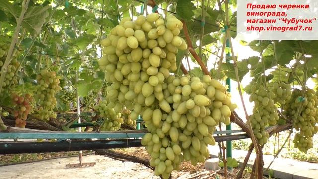 БАНАНАС - мускатная заманушка №2- ранний, с мускатом и крупными гроздями и ягодами- мечта дачника смотреть онлайн