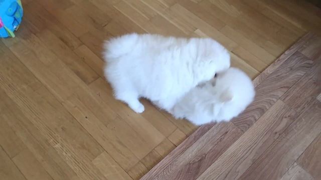 Щенки шпица от заводчика белого окраса смотреть онлайн