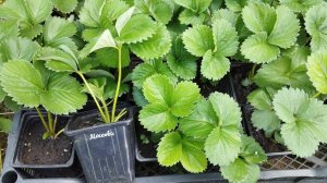 Для тех, кто ещё сомневается где купить саженцы клубники