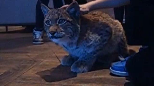 Где купить рысь в Москве цена 8(916)702-11-08 смотреть онлайн