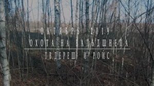 Охота на вальдшнепов в октябре 2019 г. Woodcock hunting with pointing dogs