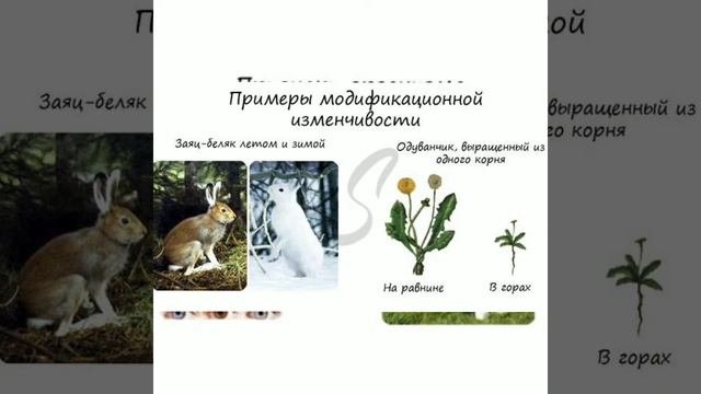 Наследственность и изменчивость