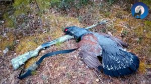 ДОБЫЛ ОГРОМНОГО ГЛУХАРЯ НА ТОКУ! ПОИСКИ ТОКА БЫЛИ НЕ НАПРАСНЫ!