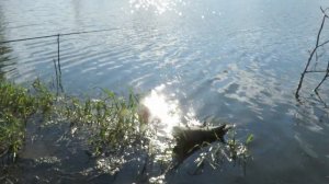 Блеск солнца(Чесноковский пруд)СНТ Озёрный(Кемерово)