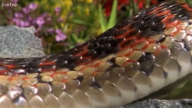 Быстрый маленький зверек пожирающий змей, лягушек и скорпионов. Землеройка! смотреть онлайн