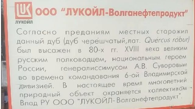 дуб в петушках посадил генералисимус Суворов смотреть онлайн