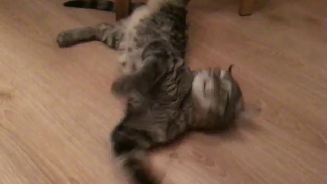 Кот балдеет от оливки смотреть онлайн