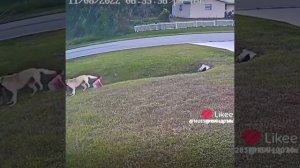 Like_7331612018438360138.mp4