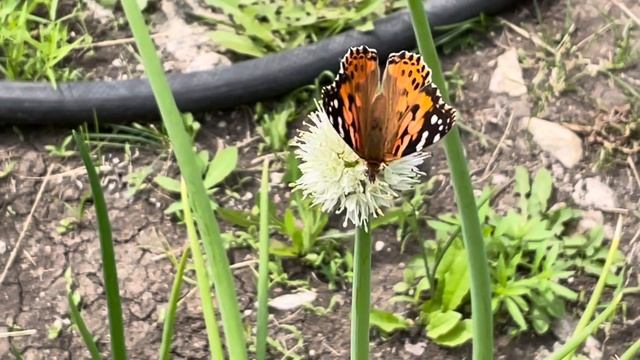 Увидеть красоту в малом. Прекрасная музыка Алексея Рыбникова. смотреть онлайн