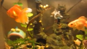 Золотая рыбка  Содержание, уход, размножение  Аквариум  часть 2