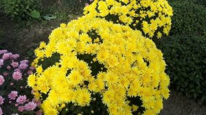 Хризантема мультифлора сорт Aduro yellow