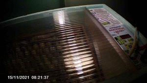 Инкубация перепелов первый день.