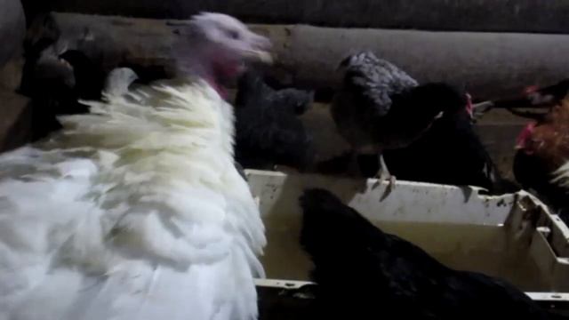 пересаживаем цыплят подсаживаем цыплят и кур вместе цыплята доминант черный бройлерные цыплята смотреть онлайн