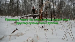 Охота с лайками на куницу. По заметённым следам...