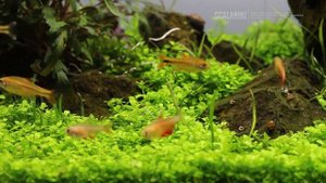 Аквариумные рыбы, которых я содержал