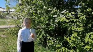 Стихотворение Сергея Есенина "Черёмуха"