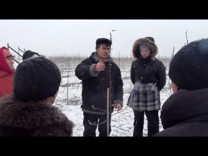 Обрезка яблони в интенсивном саду. Часть 1