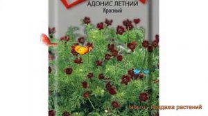 Адонис обыкновенная Красный (krasnyy) ? адонис Красный обзор: как сажать семена адониса Красный
